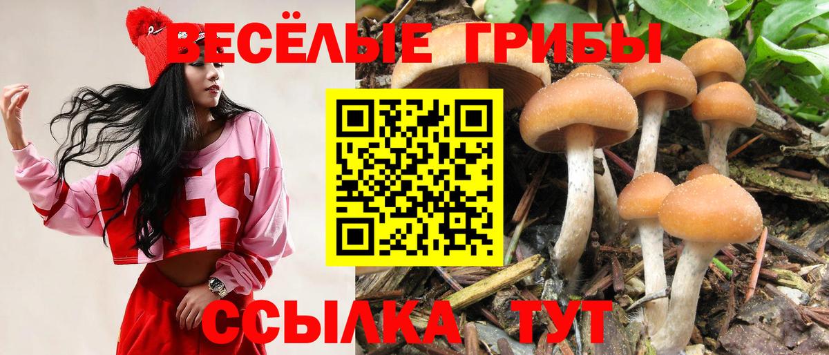 Псилоцибиновые грибы Psilocybine cubensis Вязники